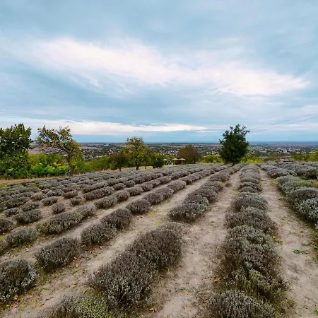 Levendulaszat Gæstehus *